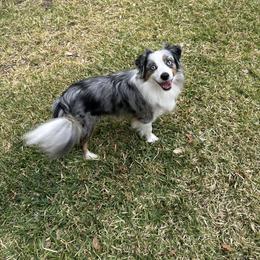 Jada - Toy Australian Shepherd