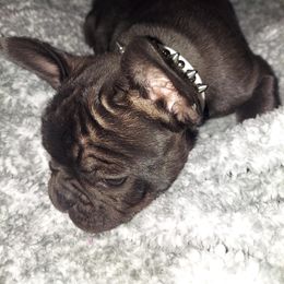 French Bulldog Puppies from Absolute Frenchie Connection