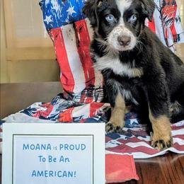 Moana - Red tri-color female Australian Shepherd puppy in Acworth, Georgia from Aussomely Yours, Australian Shepherds