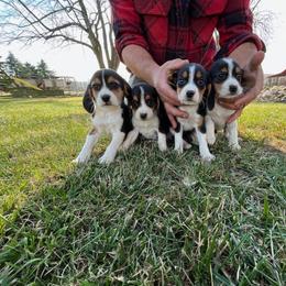 Beagle Puppies from Bachman’s Kennel