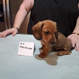 A.k.c. Lucy's M 4 - Red male Dachshund puppy in Penn Run, Pennsylvania from Shannon’s Dachshunds