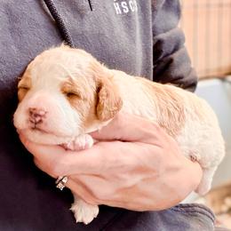 Cavapoo Puppies from Patriot Pups Cavapoos