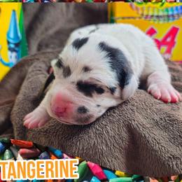 Tangerine - Harlequin male Great Dane puppy in Brookings, South Dakota from Debonair Danes