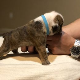 English Bulldog Puppies from Ruza's Bulldogs
