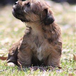 American Hunt Terrier and Russell Terrier Puppies from Bare Bottom Farms