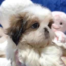 KENA - Liver and white female Shih Tzu puppy in Candler, North Carolina from Pup-Tzu WNC
