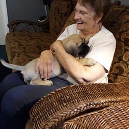 Mastiff Puppies from Silver Mountain Mastiffs