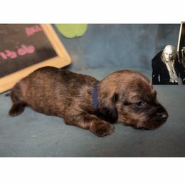 Janet - Brindle female Dachshund puppy in Livingston, Kentucky from Illyria Dox & GSD