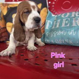 Pup - Mahogany and white female Basset Hound puppy in Dutton, Alabama from Synbella's Charming Basset's