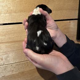 Female 1 - Black brown and white female Basset Hound puppy in Lindley, New York from Hill Top Basset Hounds & Cane Corso