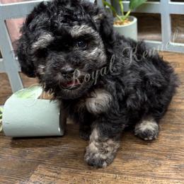 Boy 1 - Phantom male Poodle puppy in West Plains, Missouri from The Royal Kennel