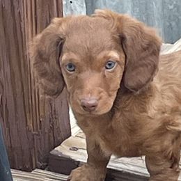 Dachshunds from Becky Angel