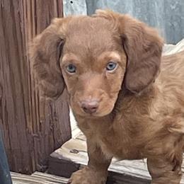 Dachshunds from Becky Angel