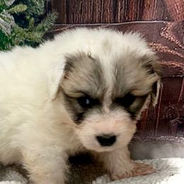 LINDEE Pink collar female - White and badger female Great Pyrenees puppy in Fair Grove, Missouri from Allen Wags & Woolies