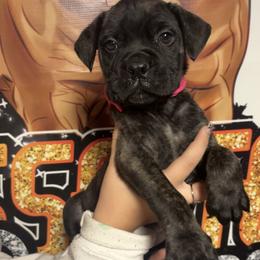 Pumpkin - Red brindle female Bullmastiff puppy in South Attleboro, Massachusetts from Bessettes Bullies