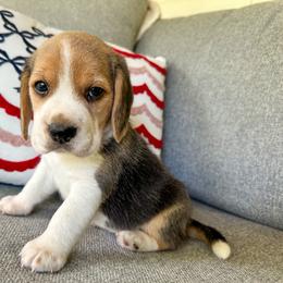 Baby boy 4 - Black white and tan male Beagle puppy in Monticello, Georgia from Beaglelove