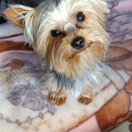 Yorkshire Terriers from Shelly's Yorkies