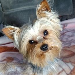 Yorkshire Terriers from Shelly's Yorkies