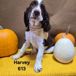 Boy 7 - Liver and white male English Springer Spaniel puppy in Potosi, Wisconsin from Point and Flush Gun Dogs