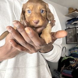 Dachshund Puppies from TS Dachshunds