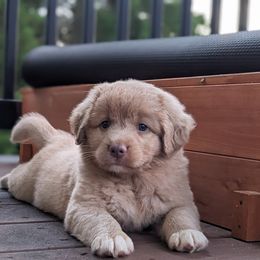 Latte - Buff female Nova Scotia Duck Tolling Retriever puppy in Tom's Brook, Virginia from rising sun duck tollers