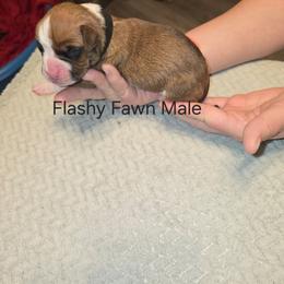 Black Collar - Fawn male Boxer puppy in Mount Zion, Illinois from Foulk's Boxer Puppies