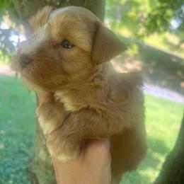 Chloe - Wheaten female Miniature Schnauzer puppy in Grayson, Kentucky from Seventh Heaven Schnauzers