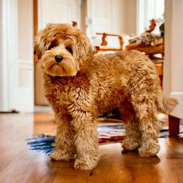 Spike - Australian Labradoodle