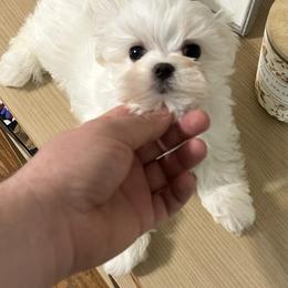 Maltese Puppies from Regal Maltese
