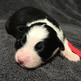 Red - Black tri-color male Australian Shepherd puppy in Vona, Colorado from Dyna Aussies