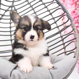 Pembroke Welsh Corgi Puppies from MG Corgis