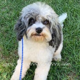 Indy - Cavapoo