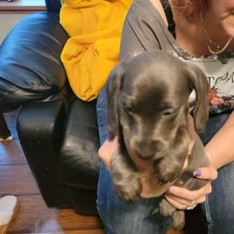 Dachshunds from Dawny's doggies