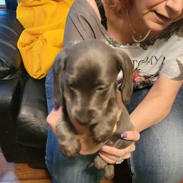 Dachshunds from Dawny's doggies