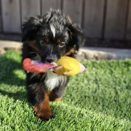 Miniature American Shepherd and Miniature Australian Shepherd Puppies from ATX Mini Aussies