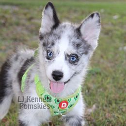 Alvin - Merle male Pomsky puppy in Centerville, Iowa from LJ Kennels Pomskies, LLC