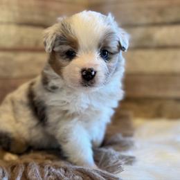 Benny - Blue merle male Miniature American Shepherd puppy in Ash Grove, Missouri from 3 Barrels Farms, LLC