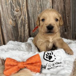 Finn - Cream male Companion Cross puppy in Utah County, Utah from Big Hearted Breeders