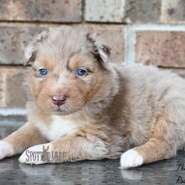 Thelma - Red merle female Australian Shepherd puppy in Wichita Falls, Texas from Spotted Mule Aussies