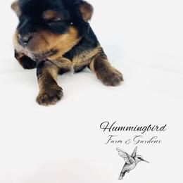 Yorkshire Terrier Puppies from Hummingbird Farm & Gardens