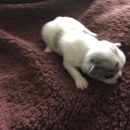 Chihuahua Puppies from Chilove Chihuahuas