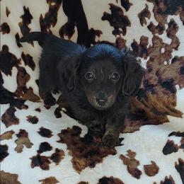 BIDDY - Black and tan female Dachshund puppy in Swink, Oklahoma from Palali Farm