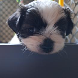 Ace - Black and white male Mal-Shi puppy in Apollo Beach, Florida from Gemstone Exclusive Pups of Florida
