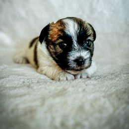 German Shorthaired Pointer and Russell Terrier Puppies from Charnobragan Acres