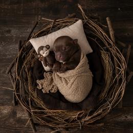Mickie - Chocolate and tan female Pomeranian puppy in Roseburg, Oregon from Dbos Furry Friends