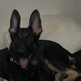 German Shepherd Puppies from KVA Shepherds