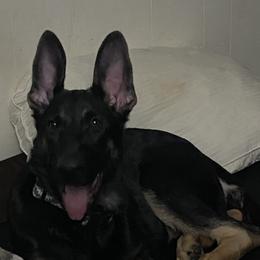 German Shepherd Puppies from KVA Shepherds