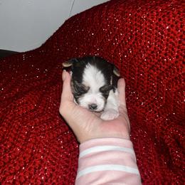 Adam - Parti male Yorkshire Terrier puppy in Cheektowaga, New York from Renee’s Pawfectly Pampered Yorkies