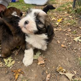 Rachel - Grizzle female Lhasa Apso puppy in Snover, Michigan from Lhasa Fur Life