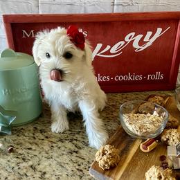 Miniature Schnauzer Puppies from Schnauzers on Robinson Lane